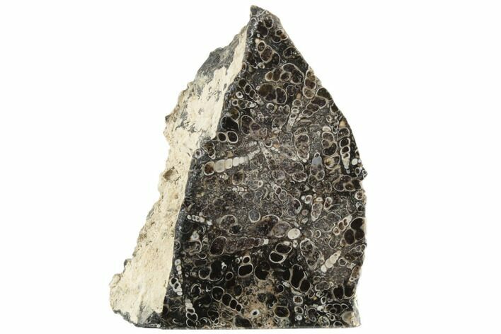 4.2" Polished Fossil Turritella Agate Stand Up - Wyoming